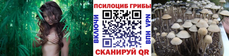 OMG как зайти  Черкесск  Псилоцибиновые грибы Cubensis 